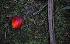 An oil palm fruit the size of a plum at a Cargill plantation in Papua New Guinea. Cargill, one of the world's largest traders of palm oil, has suspend