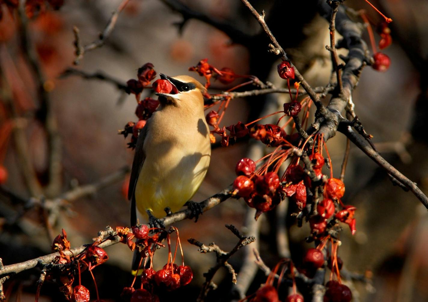 Cedar waxwings like this one are among the few migratory birds that eat fruit, which has led to problems in Gilbert, Minn.