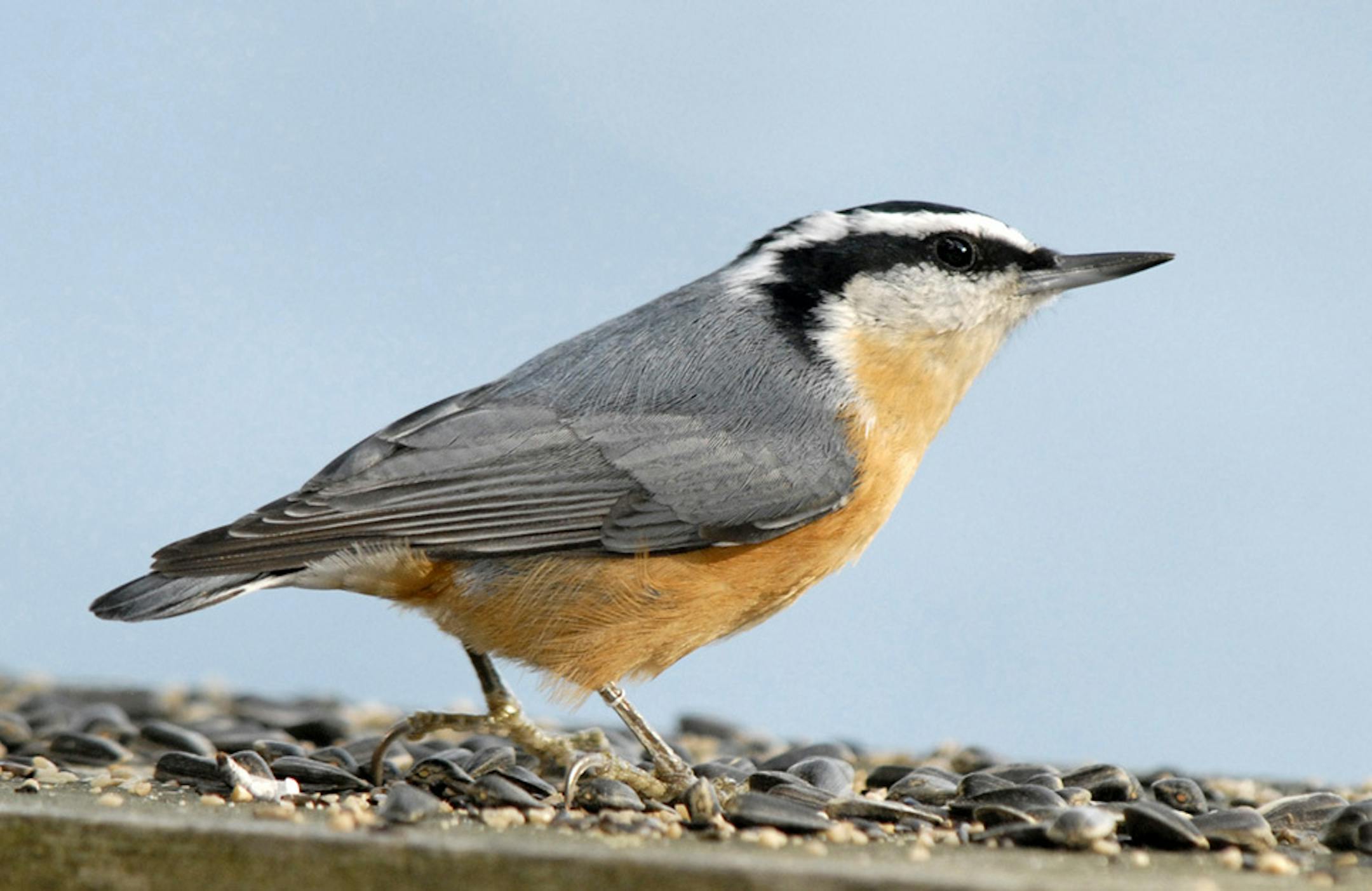 A bright-eyed red-breasted nuthatch‚Äîgray back, striped head, cinnamon flanks, 4 ¬Ω inches long--visits a local feeding station. These short-tailed little birds are usually found in conifers.