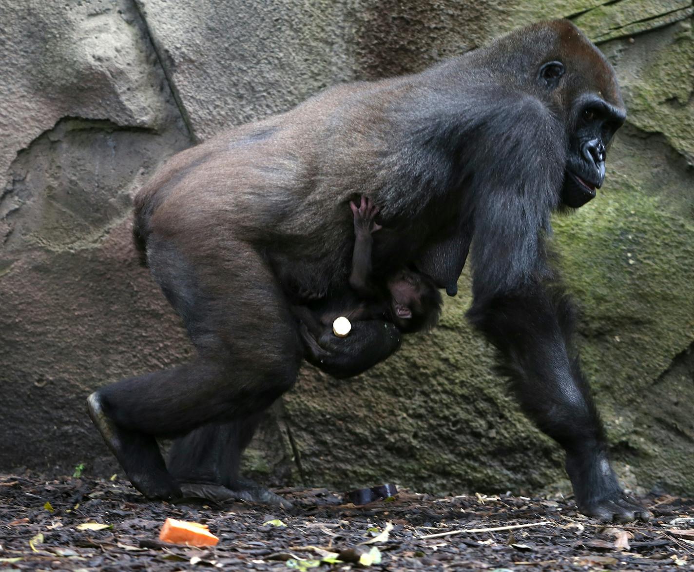 A baby Western lowland gorilla clings to its mother, Frala, at Taronga Zoo in Sydney, Tuesday, May 19, 2015. The baby is believed to have been born late Tuesday or early Wednesday last week and the sex has yet to be determined. (AP Photo/Rick Rycroft)