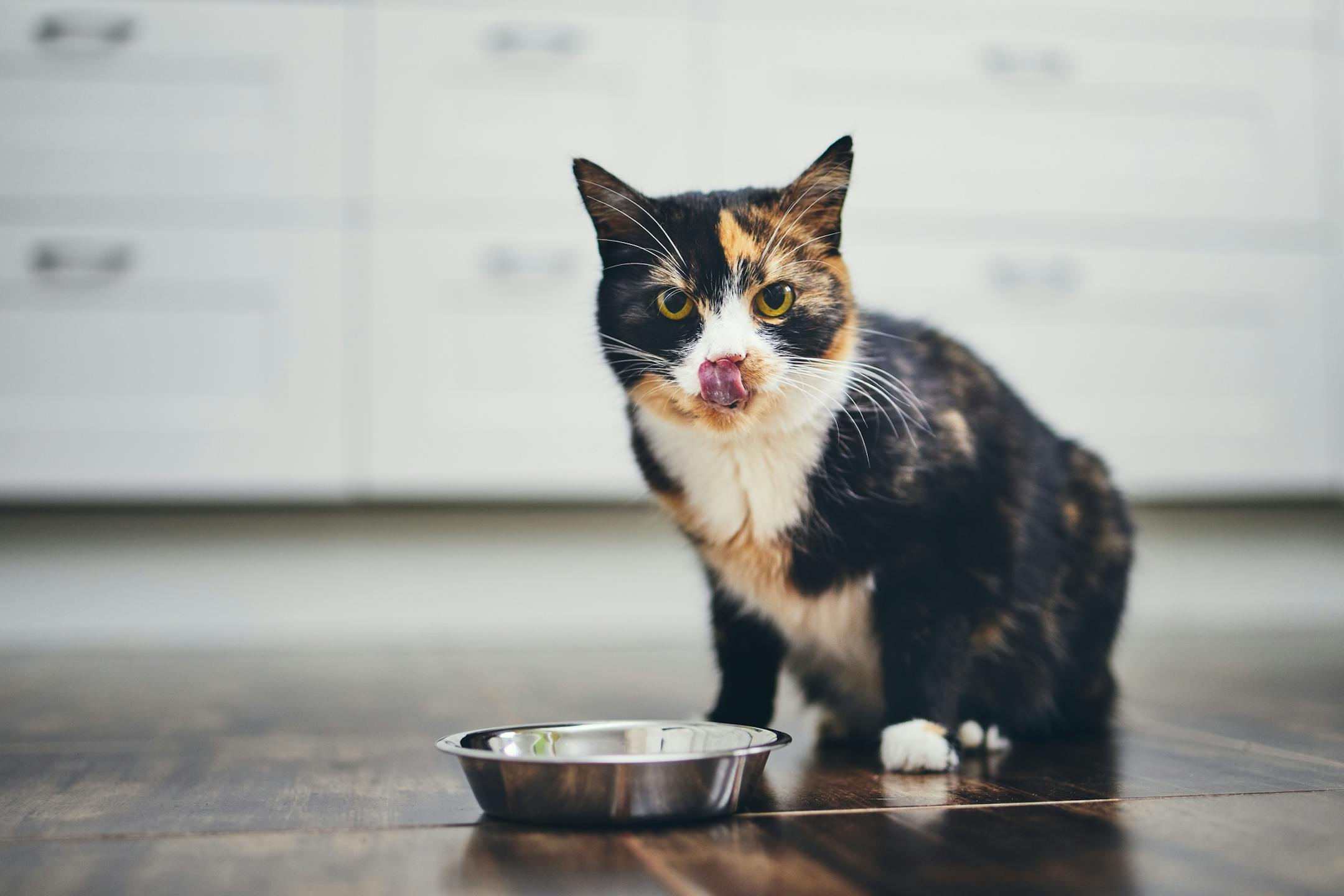 Your cat might not be a picky eater -- he just might be making good choices.