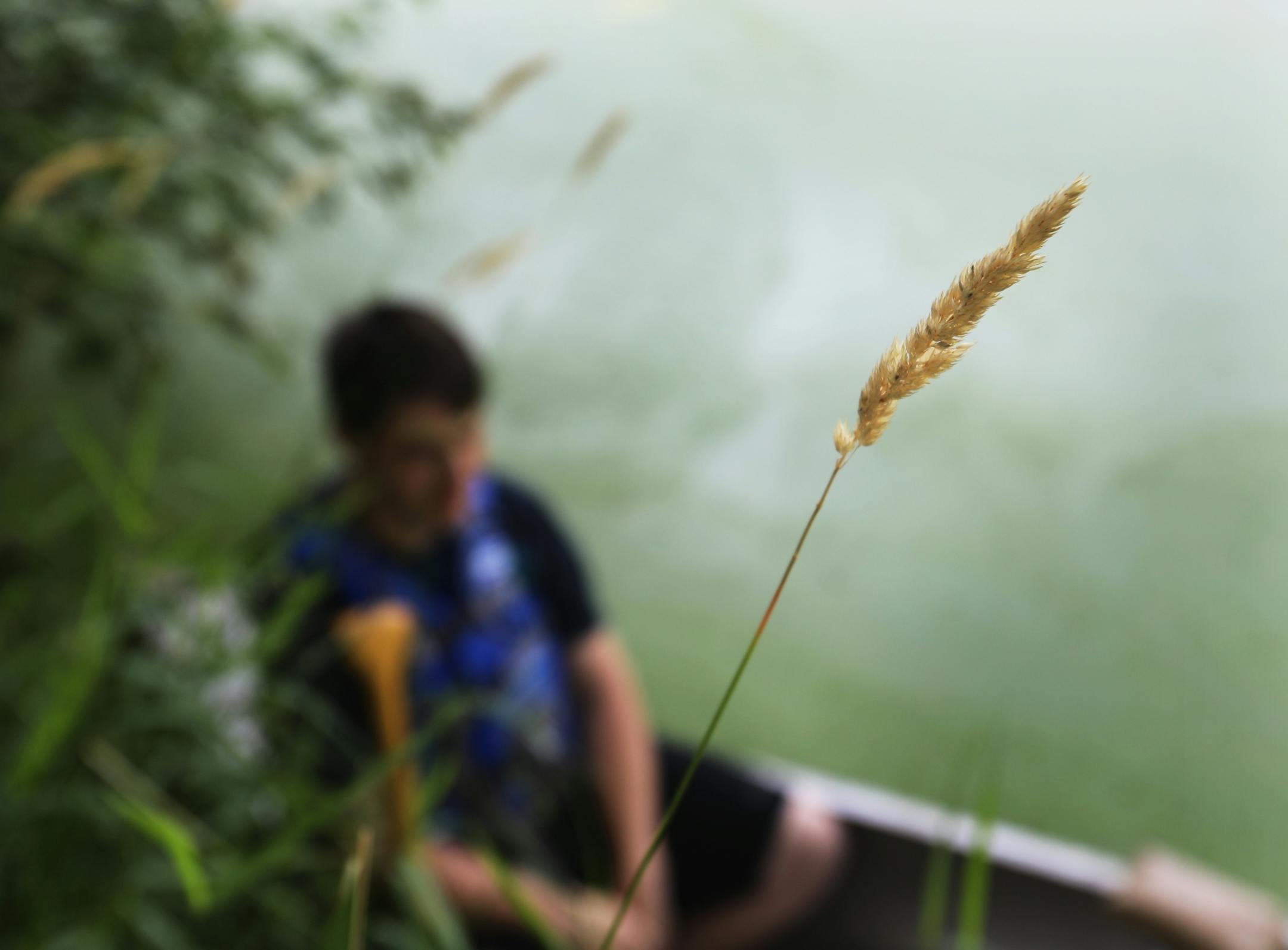 Bloomington resident Nick Niziolek, 17, sat in his canoe near a patch of invasive reed canary grass in Winchester Pond, steps from his family's residence. The Niziolek family and neighbors undertook the task to clean up the pond and surrounding land and was seen Wednesday, July 23, 2019, in Bloomington, MN.