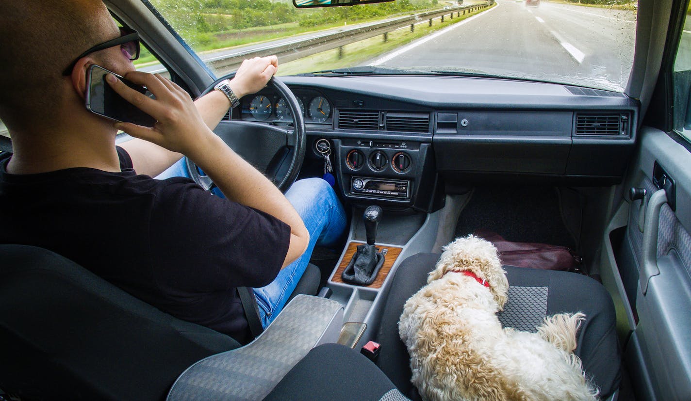 iStock
Man on phone and his little white dog traveling by car.