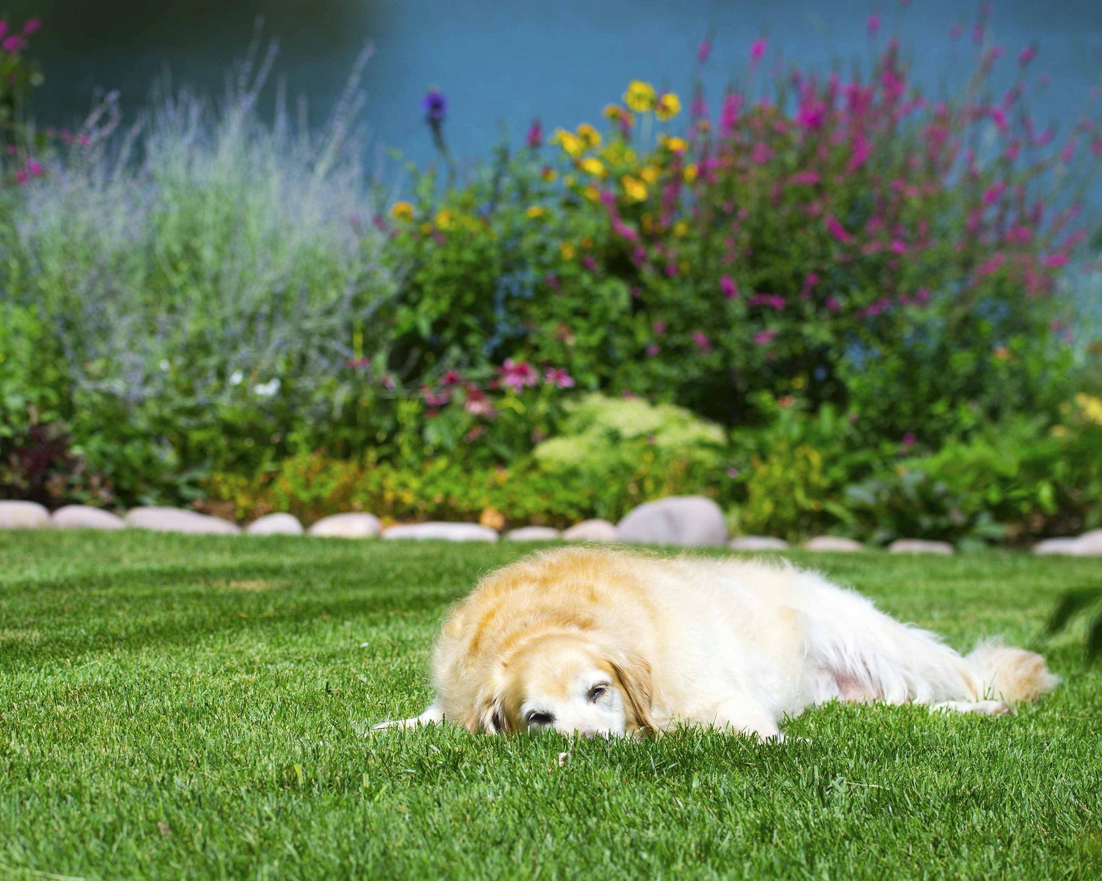 If you share your home and heart with pets, why not celebrate your furry friends in your decor? (Handout/TNS) ORG XMIT: 1172057