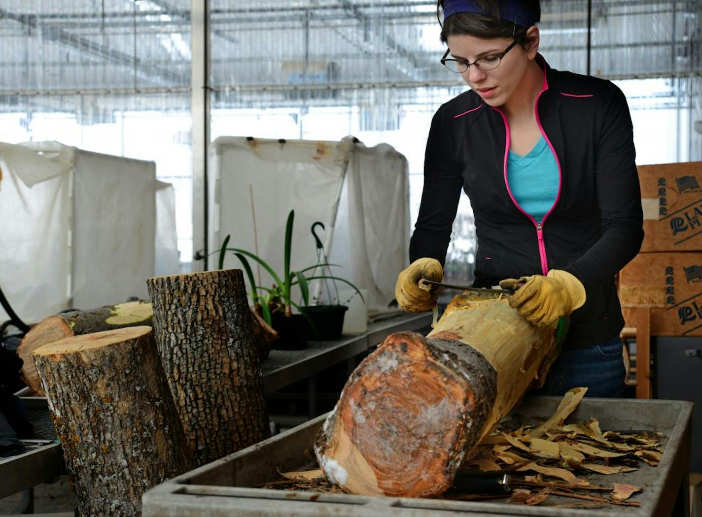 University of Minnesota entomology graduate student Lindsey Christianson looked for emerald ash borer larvae, which are expected to survive this winter.