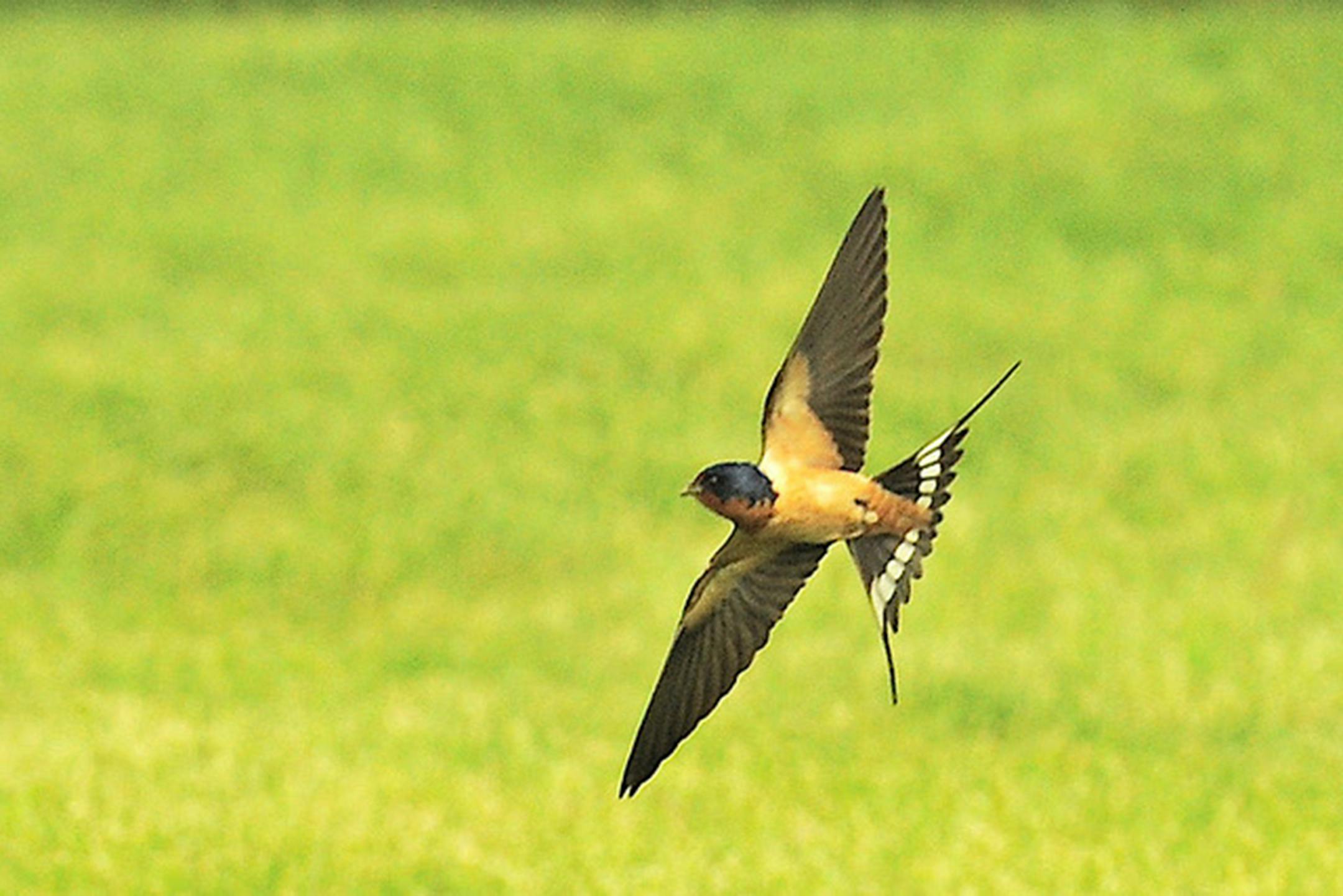 Barn swallows chase flying insects over open spaces. Jim Williams photo