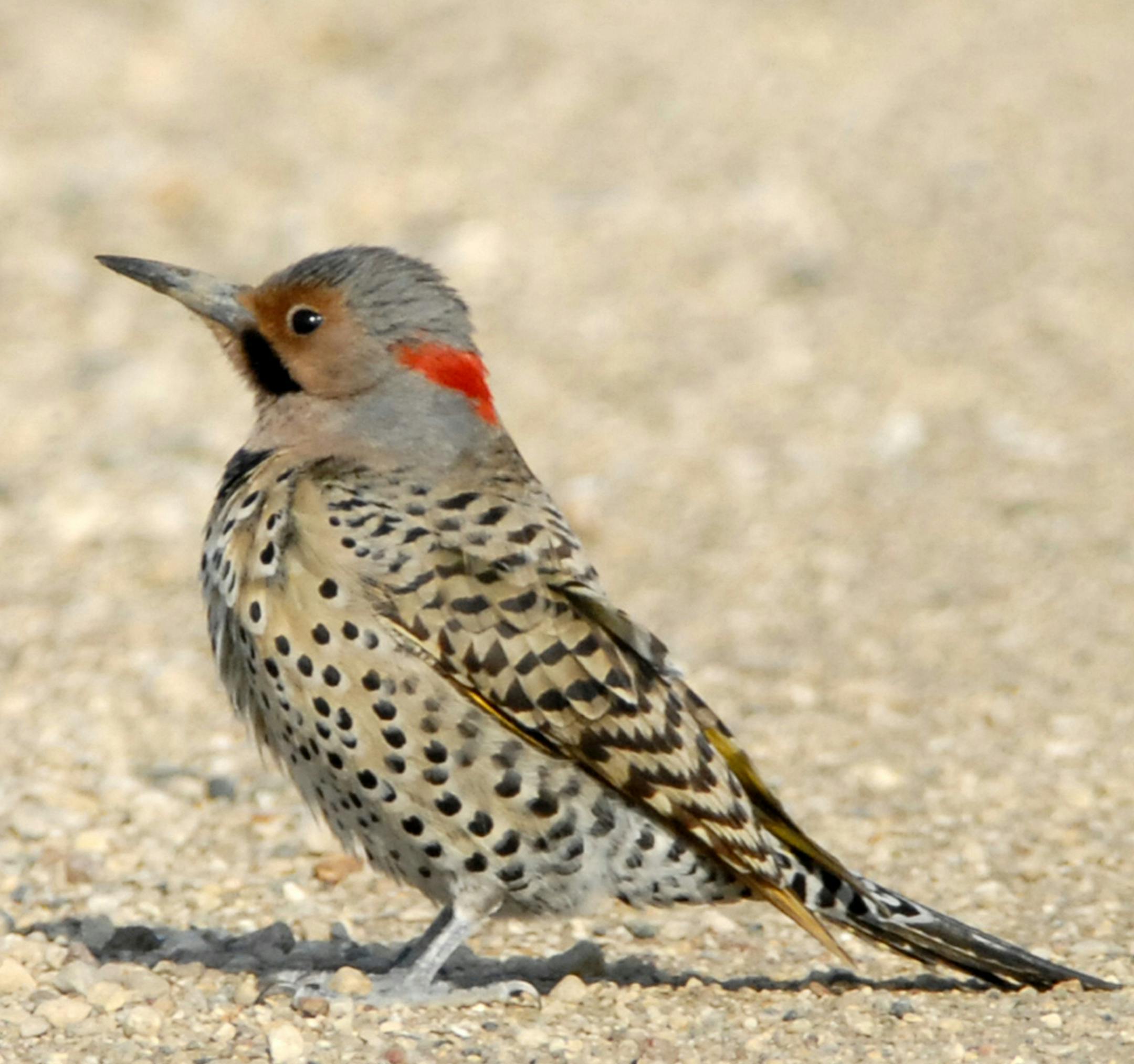 Northern flicker credit: Jim Williams