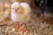 A baby chick stood close with its fellow chicks at the Minnesota Zoo.



The Farm Babies exhibit opened for guests Friday, April 9, 2021 at the Minnes