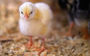 A baby chick stood close with its fellow chicks at the Minnesota Zoo. The Farm Babies exhibit opened for guests Friday, April 9, 2021 at the Minnes