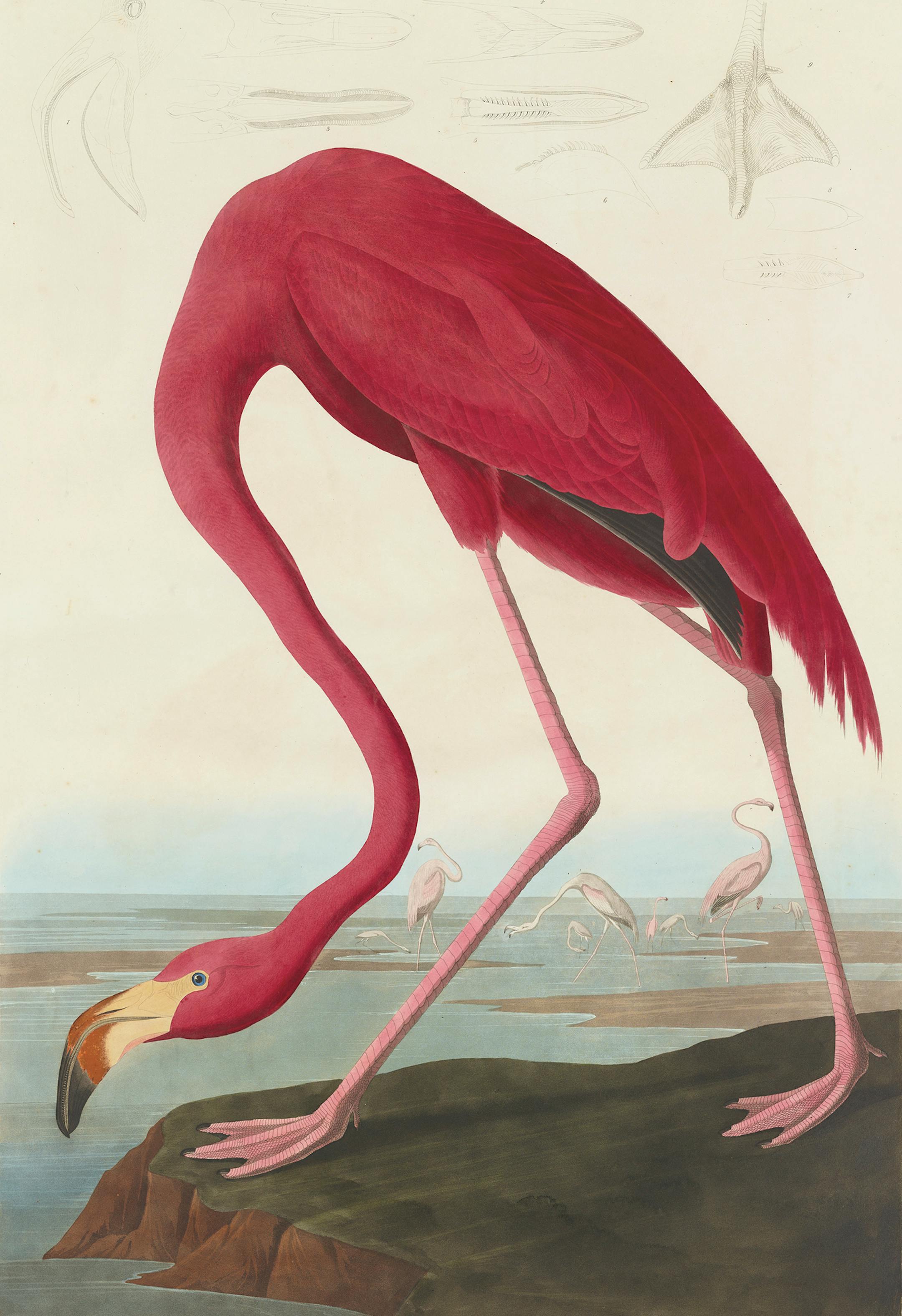 John James Audubon images courtesy the Bell Museum of Natural History Painting every bird life-sized sometimes presented logistical challenges‚Äîconsider the more-than-4-feet-tall flamingo.