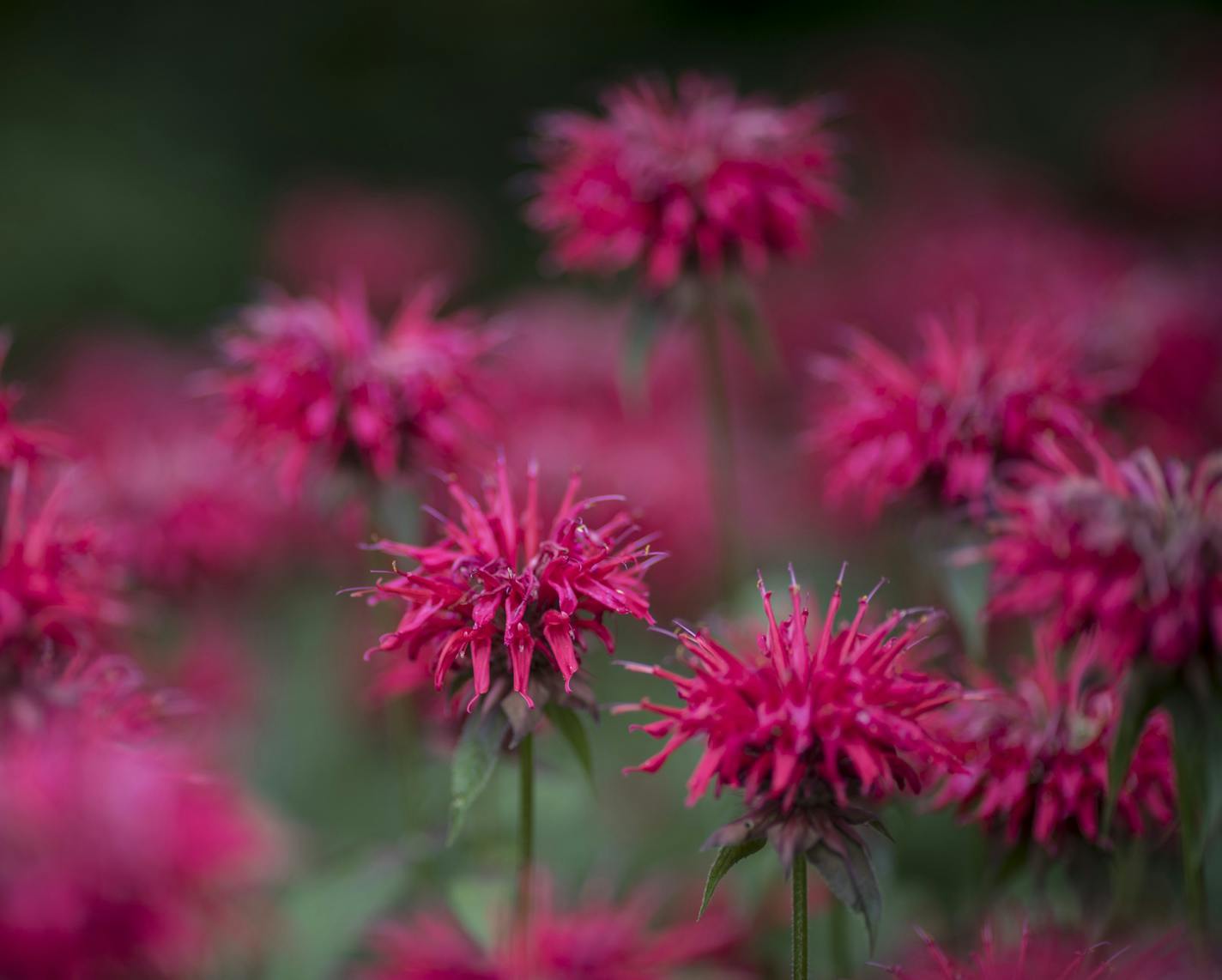 Bee balm