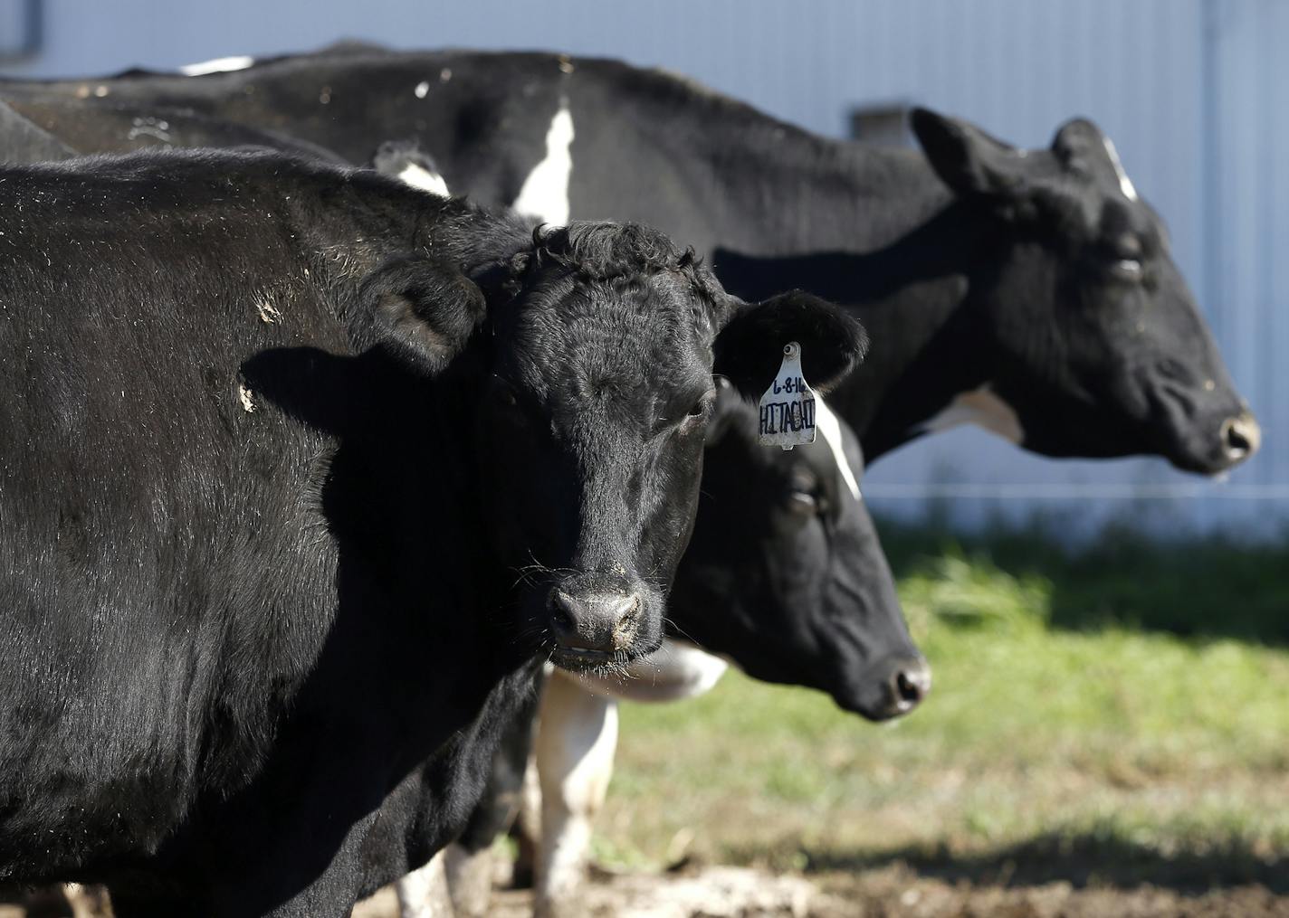 Cargill aims to reduce greenhouse gas emissions in the North American beef supplies over the next decade. 2018 file photo of cattle at an Iowa farm.