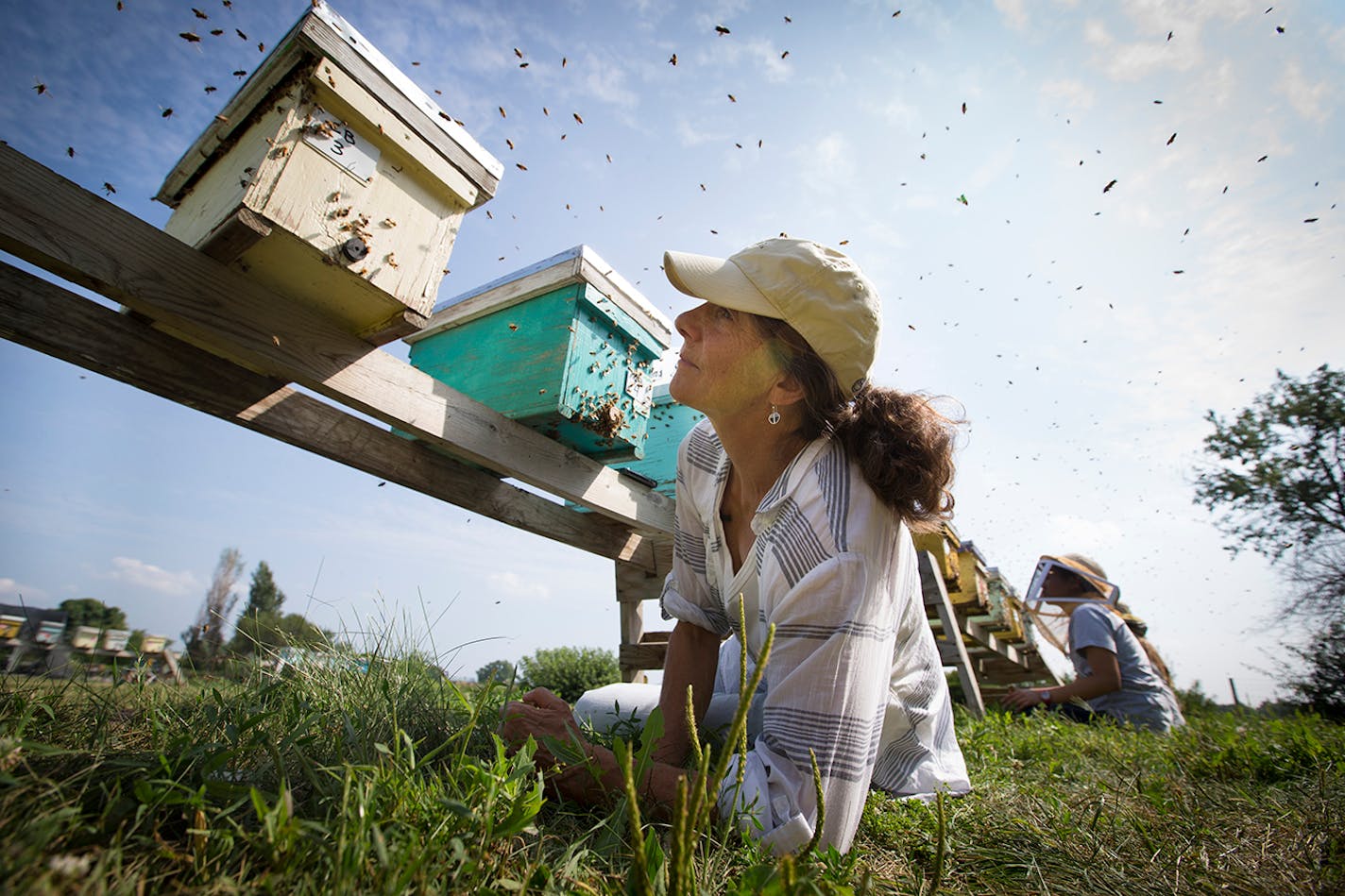 Marla Spivak collected bees for a study on a field at the University of Minnesota on August 8, 2014, in St. Paul, Minn.