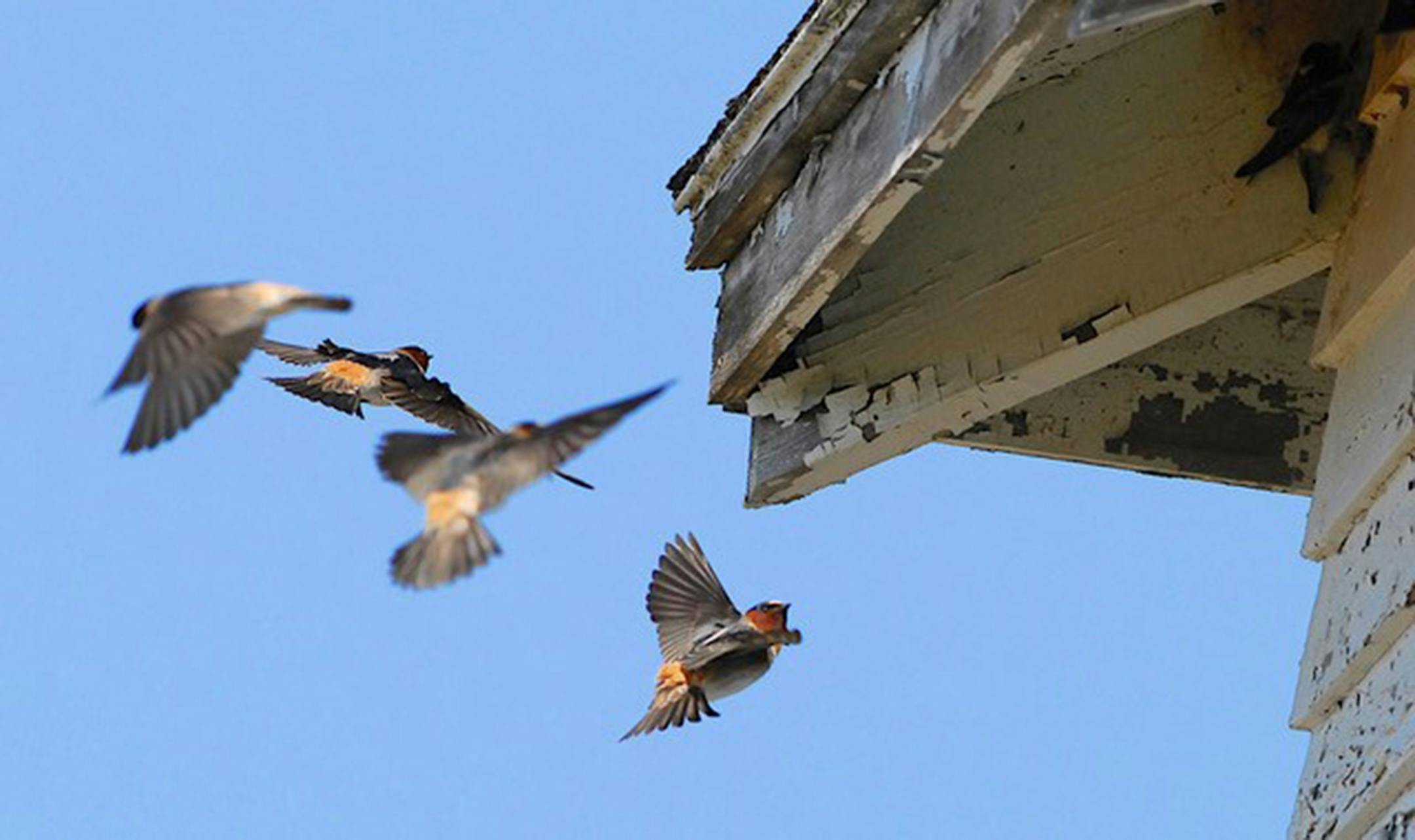 Three cliff swallows fly toward the eave of a building while another one flies away.