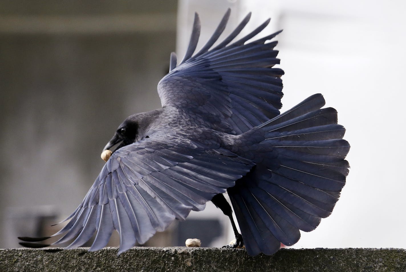 Seattle Crow.