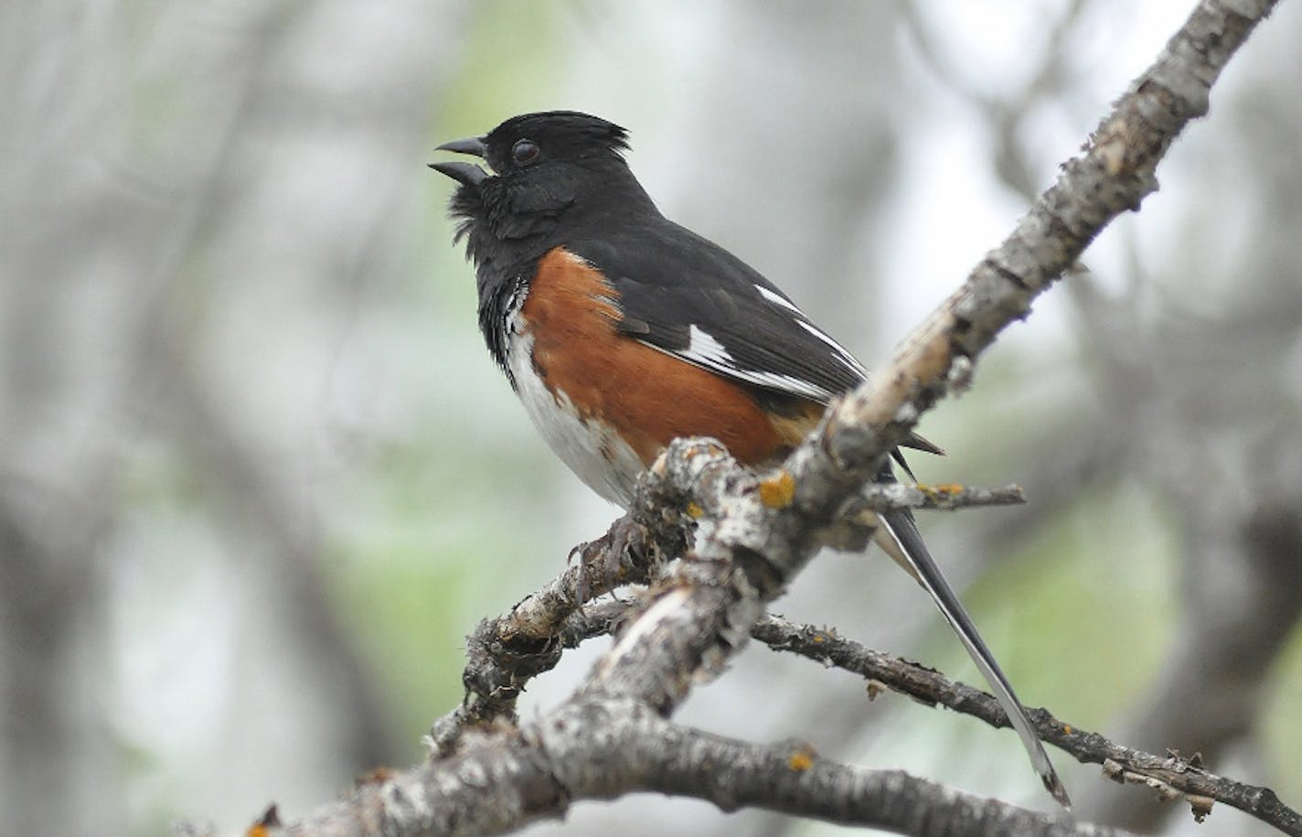 A male Eastern towhee, easily told from a female, belts out his "drink-your-TEA."