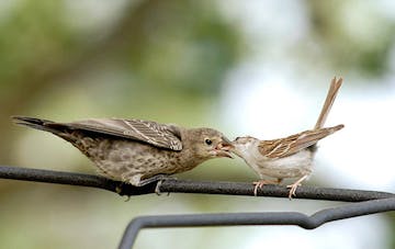 Chipping sparrow feeds a cowbird. Photo by Jim Williams