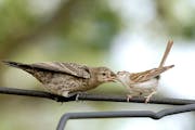 Chipping sparrow feeds a cowbird. Photo by Jim Williams