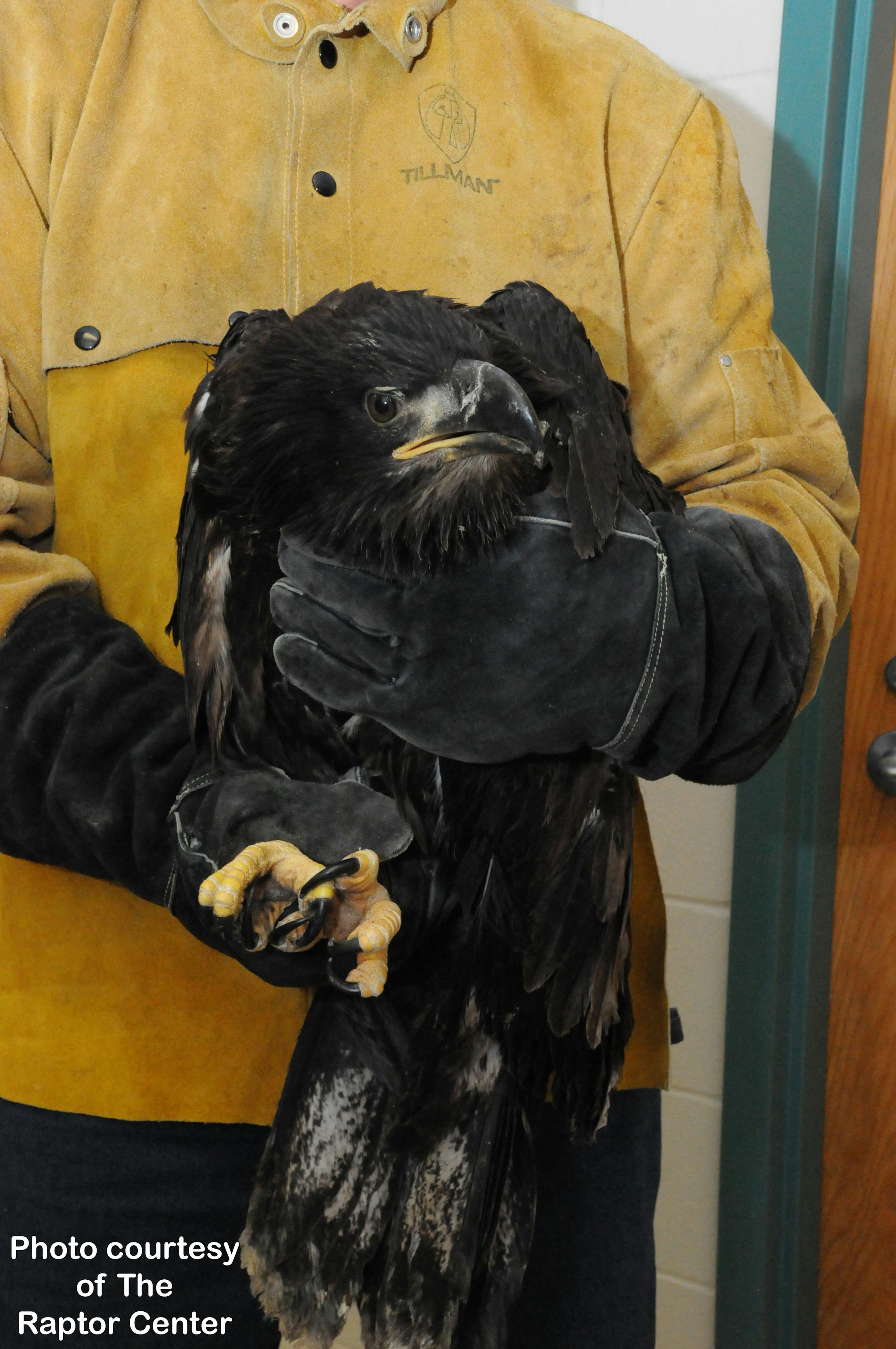 An eagle is recovering at the Raptor Center after dangling by a frayed rope from a tree for several days.