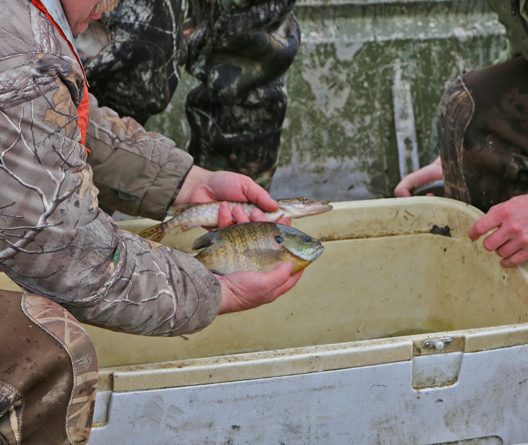 A goal when the research study was begun on a small northern Minnesota lake was to determine whether a population of small bluegills could be increased in average size if these fish were subjected only to a limited harvest. That appears to be true, as the bluegill in this photo indicates.