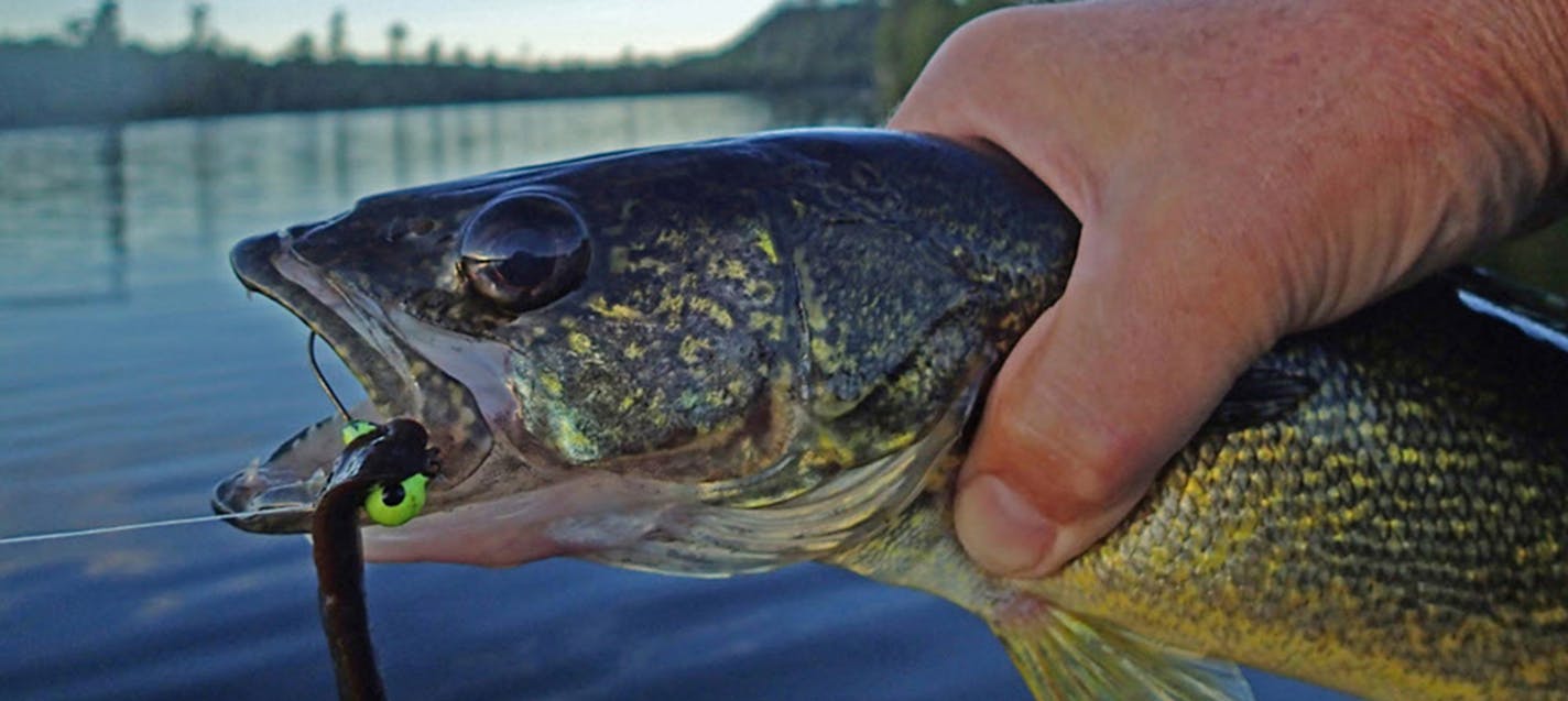 Lead jigs and other tackle made of the material are used each year by hundreds of thousands of Minnesota anglers, and a significant amount of that tackle when lost is deposited on lake and river bottoms, where in some instances loons, swans and other birds ingest it. ORG XMIT: MIN1701031449310294