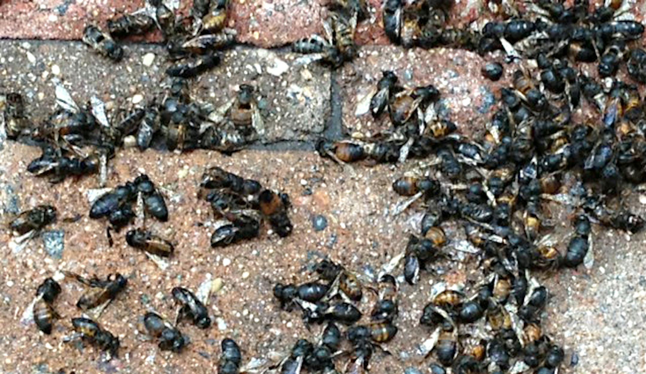 Piles of dead bees in St. Paul. ] KEVIN DUCHSCHERE/STAR TRIBUNE