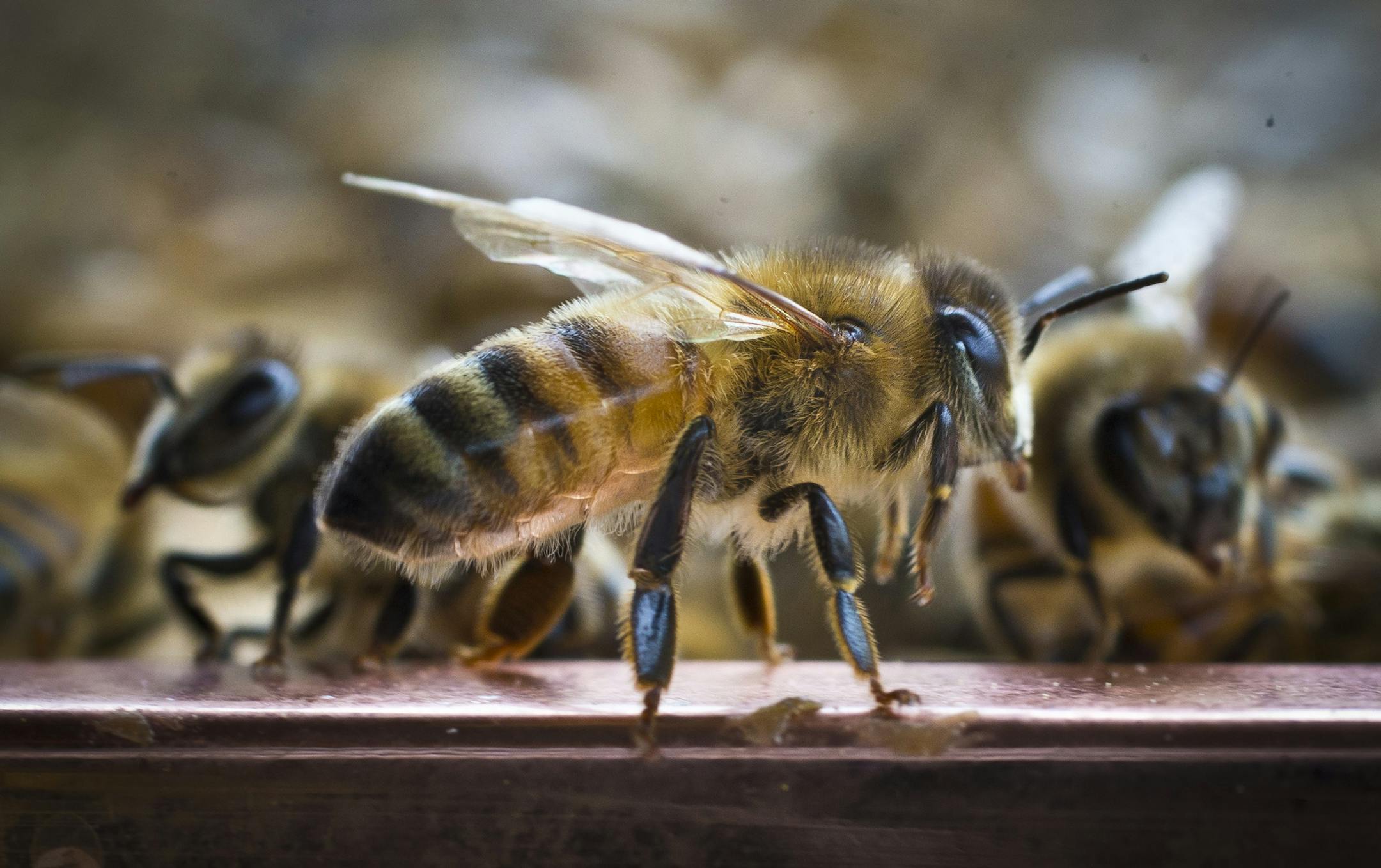 Bees on a hive in North Carolina on April 14, 2014. ] RENEE JONES SCHNEIDER &#x2022; reneejones@startribune.com