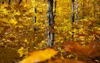 Yellow leaves lined the Tettegouche hiking trail on Wednesday afternoon. ] ALEX KORMANN • alex.kormann@startribune.com Fall colors were at the tail 