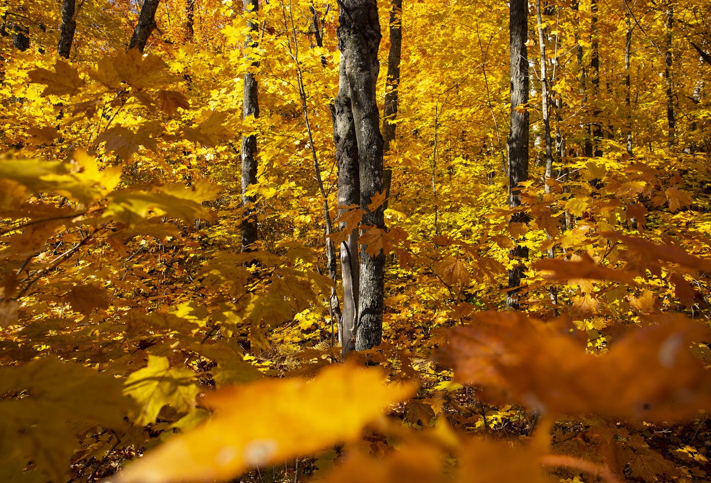 Yellow leaves lined the Tettegouche hiking trail on Wednesday afternoon. ] ALEX KORMANN • alex.kormann@startribune.com Fall colors were at the tail end of their peak along the North Shore on Wednesday October 9. 2019. With snow expected this coming weekend, it was the last chance to see the colors in their full glory.