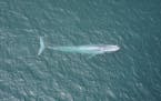 In a handout photo provided by Duke Marine Robotics and Remote Sensing Lab, a blue whale surfacing off the California coast in Monterey Bay. In a stud