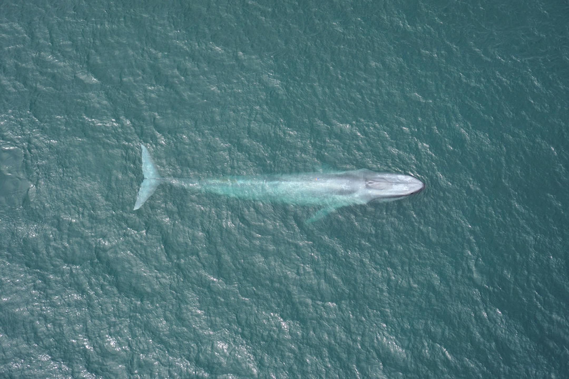 In a handout photo provided by Duke Marine Robotics and Remote Sensing Lab, a blue whale surfacing off the California coast in Monterey Bay. In a study published in the Proceedings of the National Academy of Sciences, a team of researchers found that the heart rate of a free-diving blue whale ranged as low as two beats per minute and as high as 37.