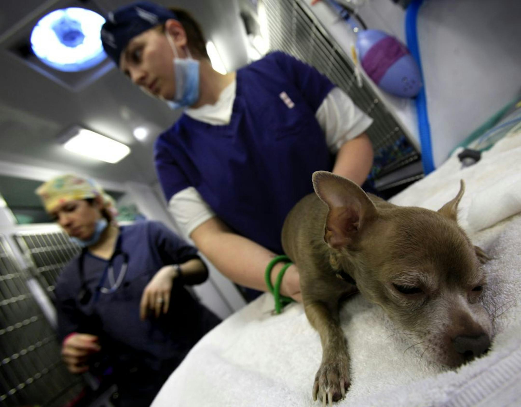 Nikki Karger, blue cap, and Jo LePage, yellow cap, both Certified Vet Techs prepare Diego to be neutered. MN SNAP, Minnesota Spay Neuter Assistance Program, is the first mobile unit to service the state with low-cost, high quality, spay/neuter services to rescues, shelters and the low-income community in Minnesota.