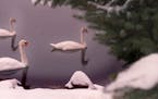 this swan and signets patrol along a snowy shore of a small pond in Minnetonka off of Hwy 101.The swans are Mute Swans native to europe. They have bee