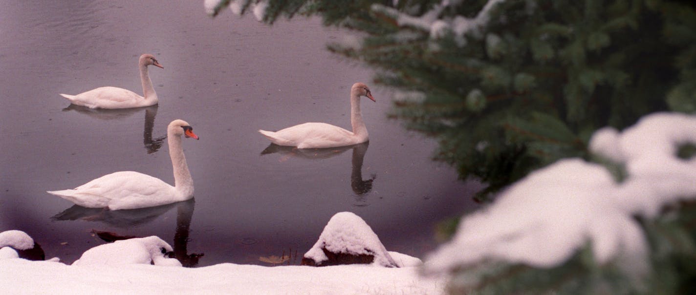 this swan and signets patrol along a snowy shore of a small pond in Minnetonka off of Hwy 101.The swans are Mute Swans native to europe. They have been classified as undesirable exotics . The classification of undesiriable puts these swans in the same classification as zebra mussels and loosestrife. See dean Rebuffoni swan2 for further info.