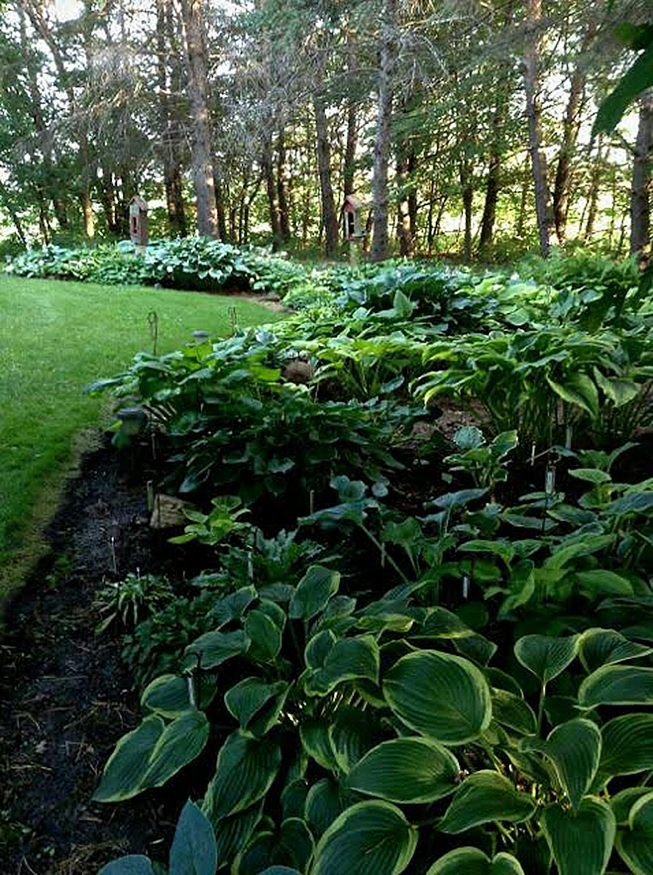 Mike and Kathy Pedersen's Shakopee gardens are an oasis of colorful perennials and hosta bordering a stream and pond. front hosta garden. provided