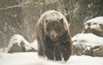One of the brown bears in the Russia's Grizzly Coast exhibit at the Minnesota Zoo sauntered through the falling snow Monday afternoon. ] JEFF WHEELER 