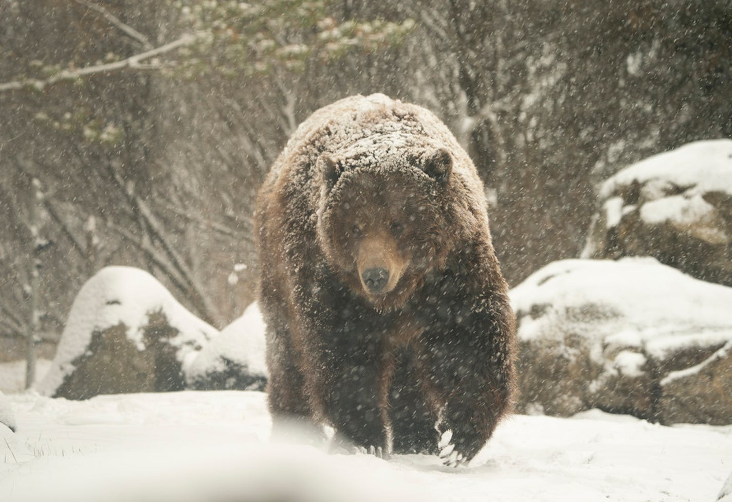 One of the brown bears in the Russia's Grizzly Coast exhibit at the Minnesota Zoo sauntered through the falling snow Monday afternoon. ] JEFF WHEELER • jeff.wheeler@startribune.com