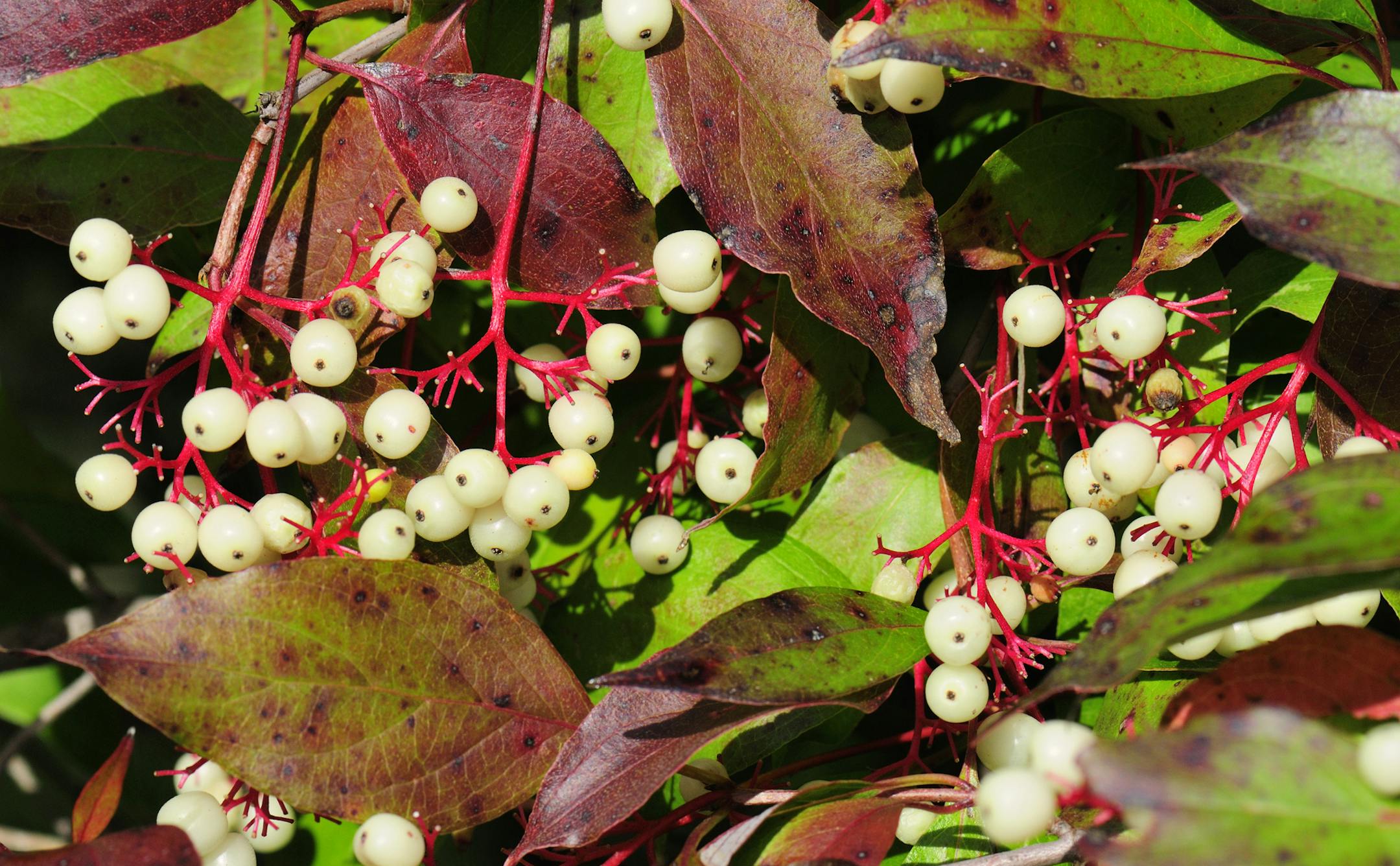 The fruit of gray dogwood is a favorite food of ruffed grouse. Hunters should look for grouse feeding on the berries especially in late afternoon.