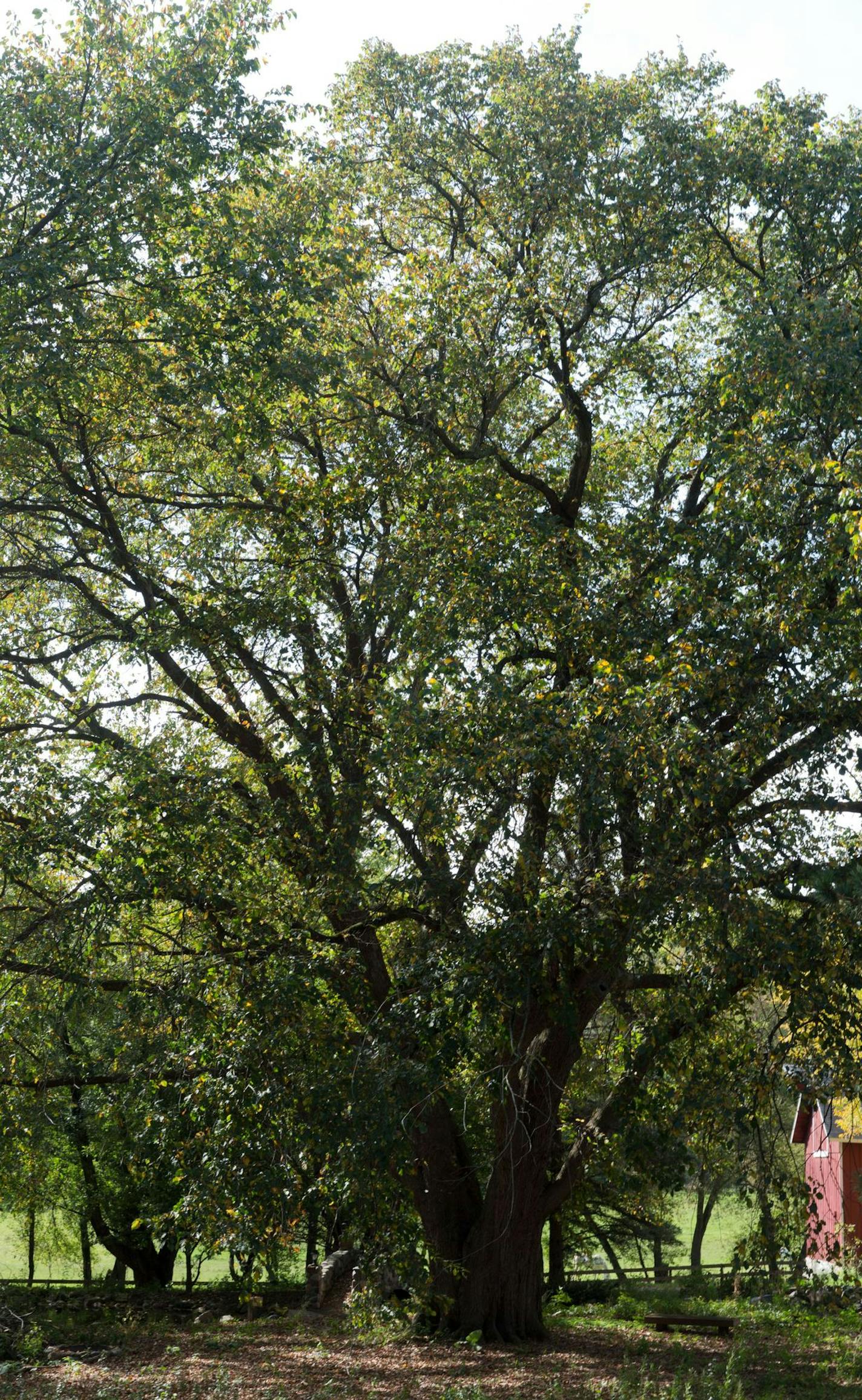 The original 'St. Croix' elm tree near Afton, Minnesota. Resistant to Dutch elm disease. Identified by the late Mark Stennis, propagated by the U of M and a royalty is paid to the U of M. Bailey nurseries now propagates and distributes the trees. 'St. Croix' name and patent is owned by Christian Bliska, the estate of Mark Stennis, and Patricia Osborn.