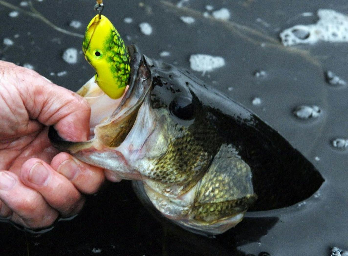 Few fishing methods are as exciting as tossing top-water baits for bass. Here a 2.5-pound largemouth bass comes to hand that hit a weedless Scum Frog. ORG XMIT: MIN1306141349287129