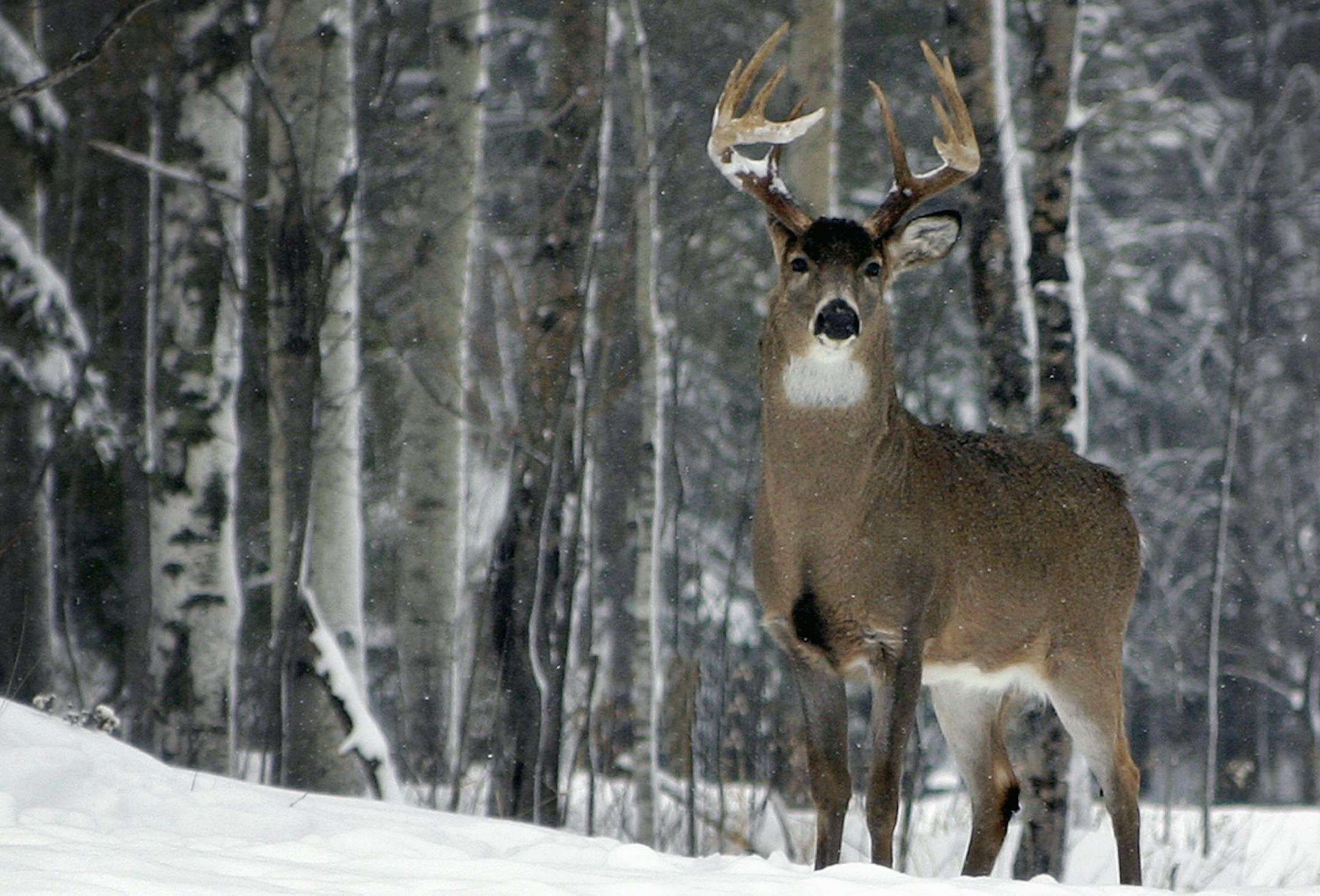 BRIAN PETERSON • brianp@startribune.com DULUTH, MN FILE ART Nice whitetail buck deer in Duluth. ORG XMIT: MIN2012122021532176