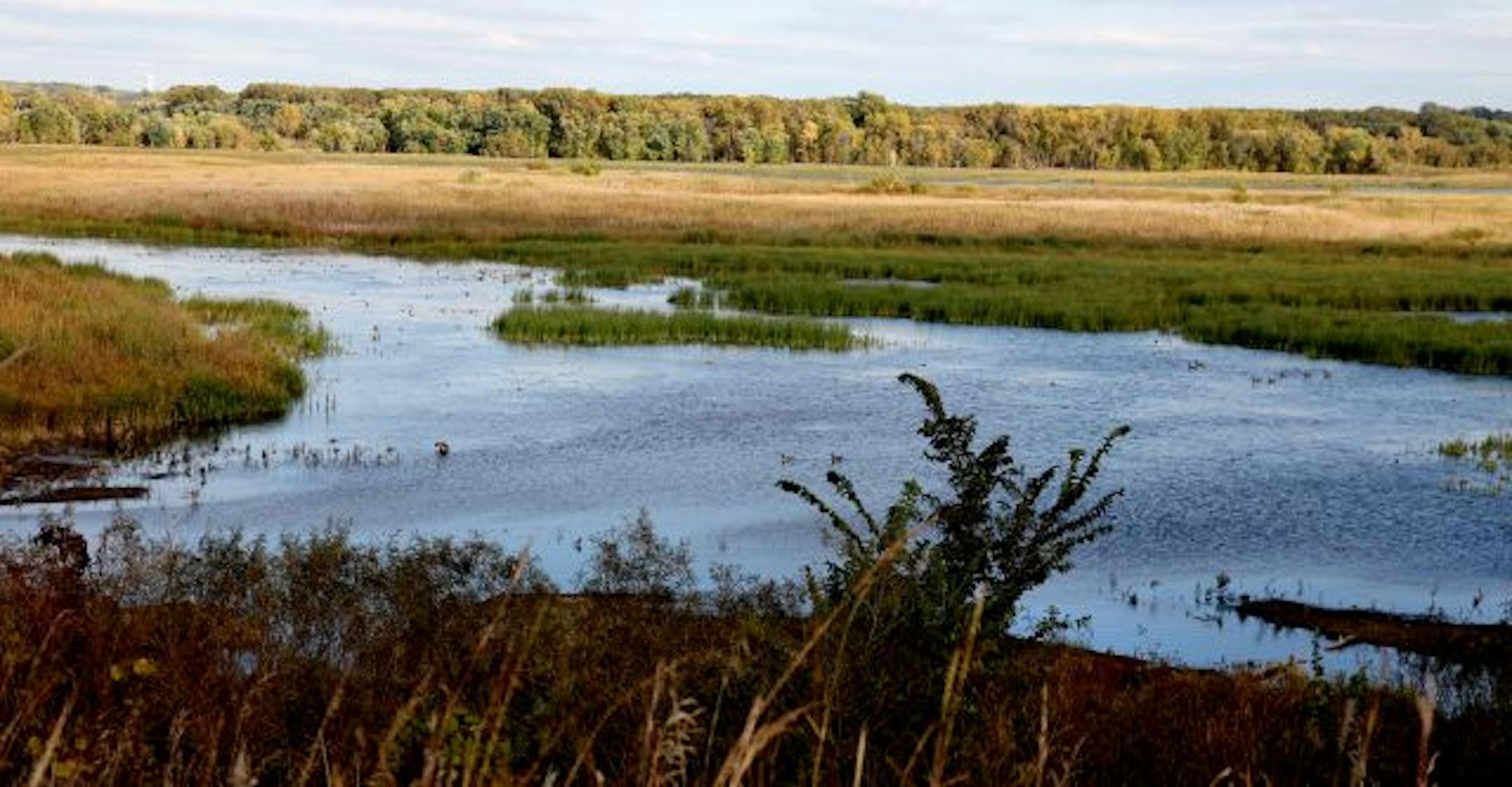 This year's drought lowered the water level in Long Meadow Lake low enough that native plants favored by ducks and herons are reestablishing themselves.