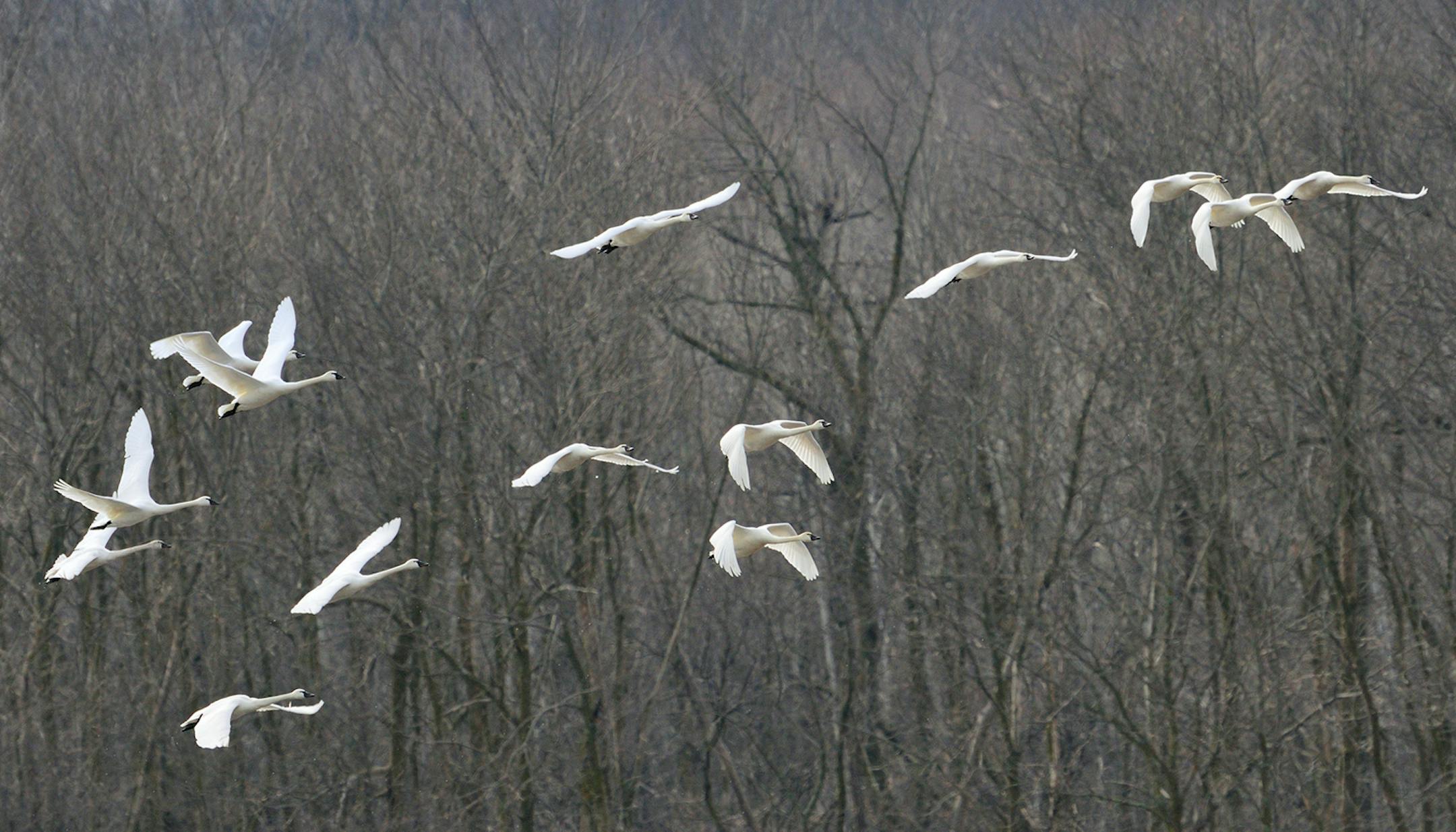 01162-003.15 Tundra Swan flock in flight against trees. Fly, action, migrate, white.