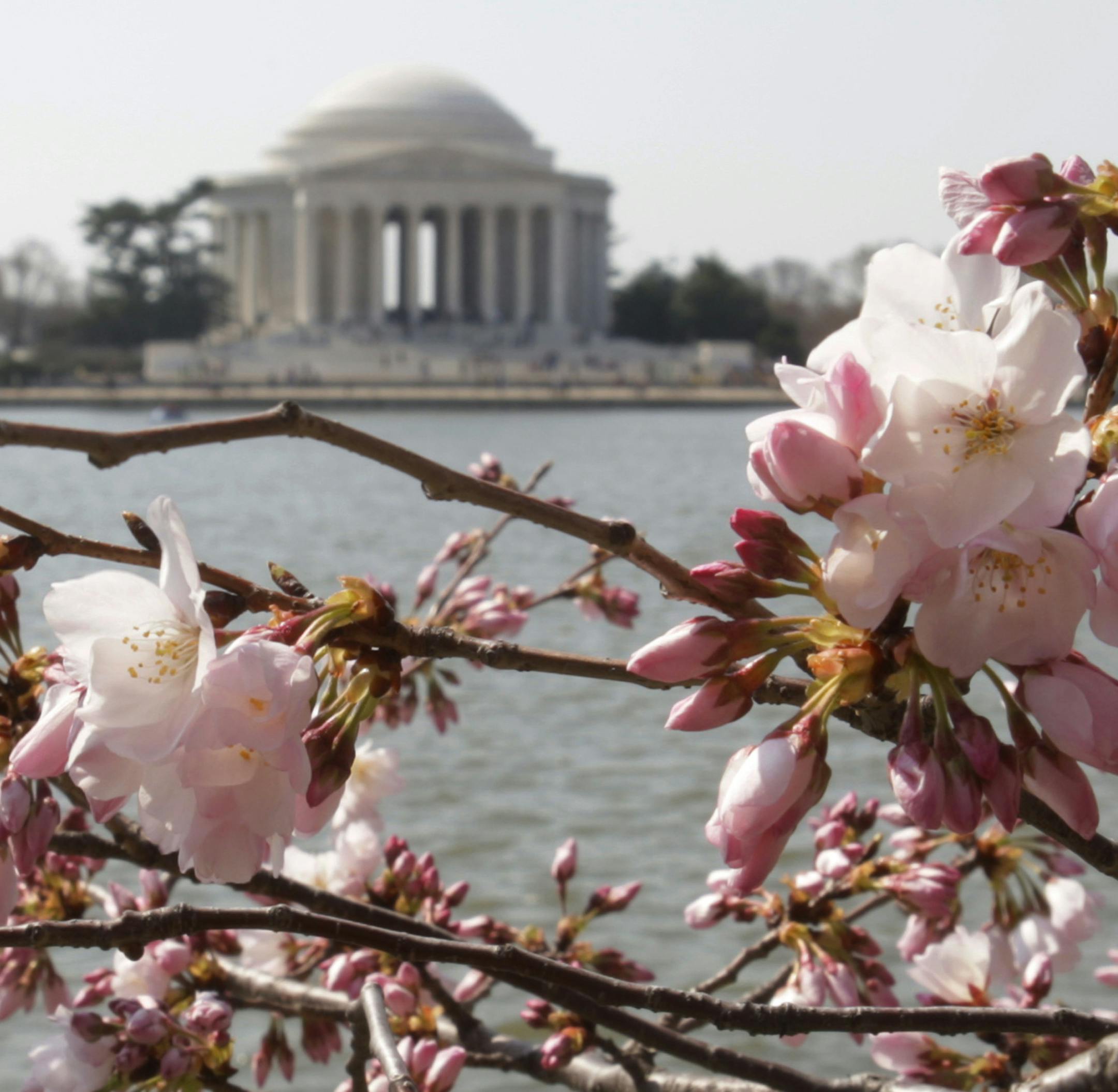 Cherry blossoms buds start to bloom near the Jefferson Memorial in Washington, Wednesday, March 26, 2008. The National Cherry Blossom Festival begins at the end of March. (AP Photo/Ron Edmonds) ORG XMIT: WHRE101