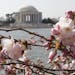 Cherry blossoms buds start to bloom near the Jefferson Memorial in Washington, Wednesday, March 26, 2008. The National Cherry Blossom Festival begins 