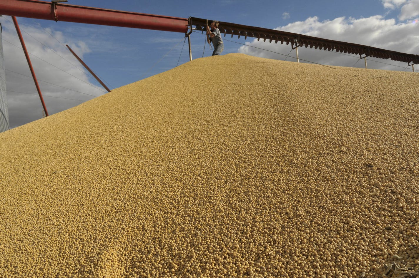 U.S. farmers and organic industry watchdogs are scrutinizing grain shipments from an Argentinian farm, representing a new front in an effort to combat fraudulent imports. 2010 file photo of a worker repairing a grain lifter at a soybean facility in Salto, Argentina.