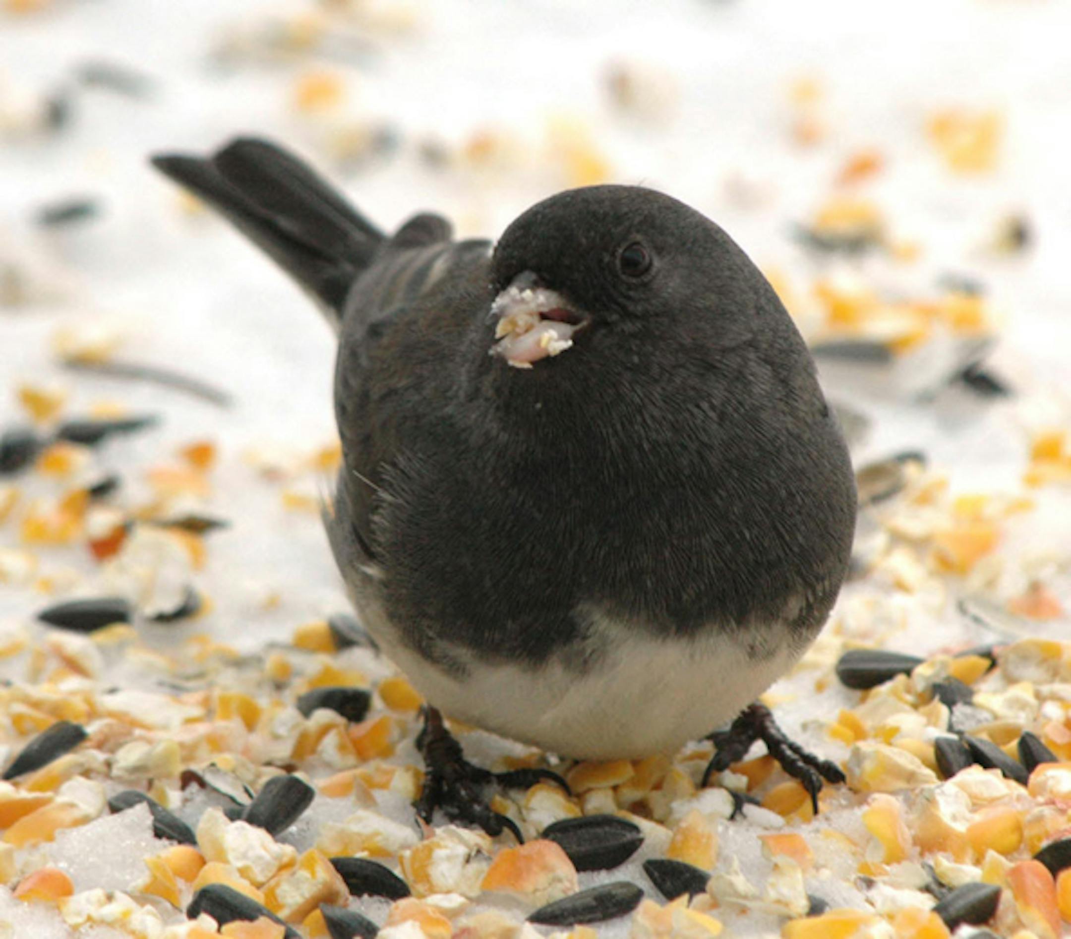 Dark-eyed junco