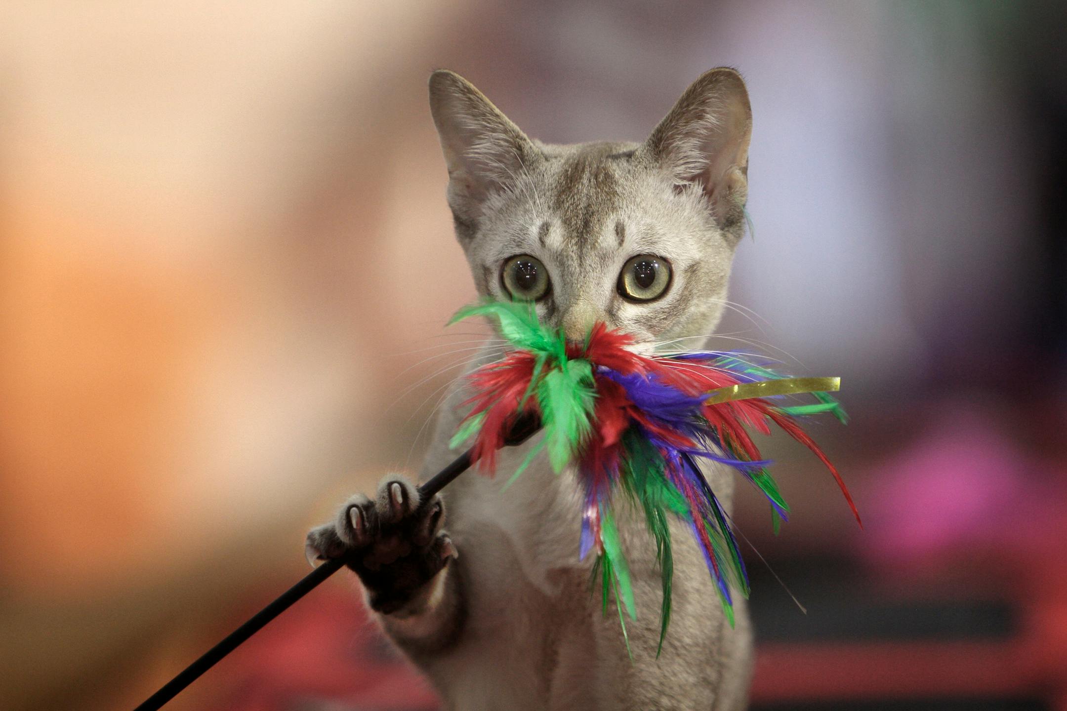 A Singapura cat plays with a toy during an international feline beauty contest in Bucharest, Romania, Sunday, Sept. 26, 2010. Up to 300 cats mainly from countries in central and eastern Europe entered the two day competition. (AP Photo/Vadim Ghirda)