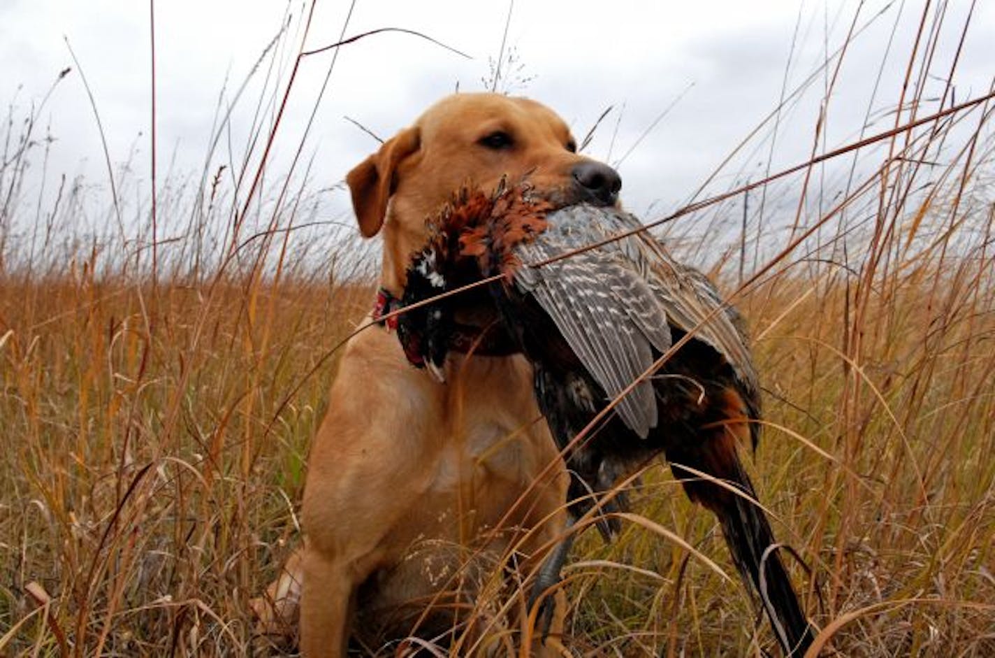 Pete, a yellow Labrador, was among a cadre of sporting dogs who nearly ran their legs off Saturday, the first day of the pheasant season. But birds — hiding in standing corn — were difficult to come by.