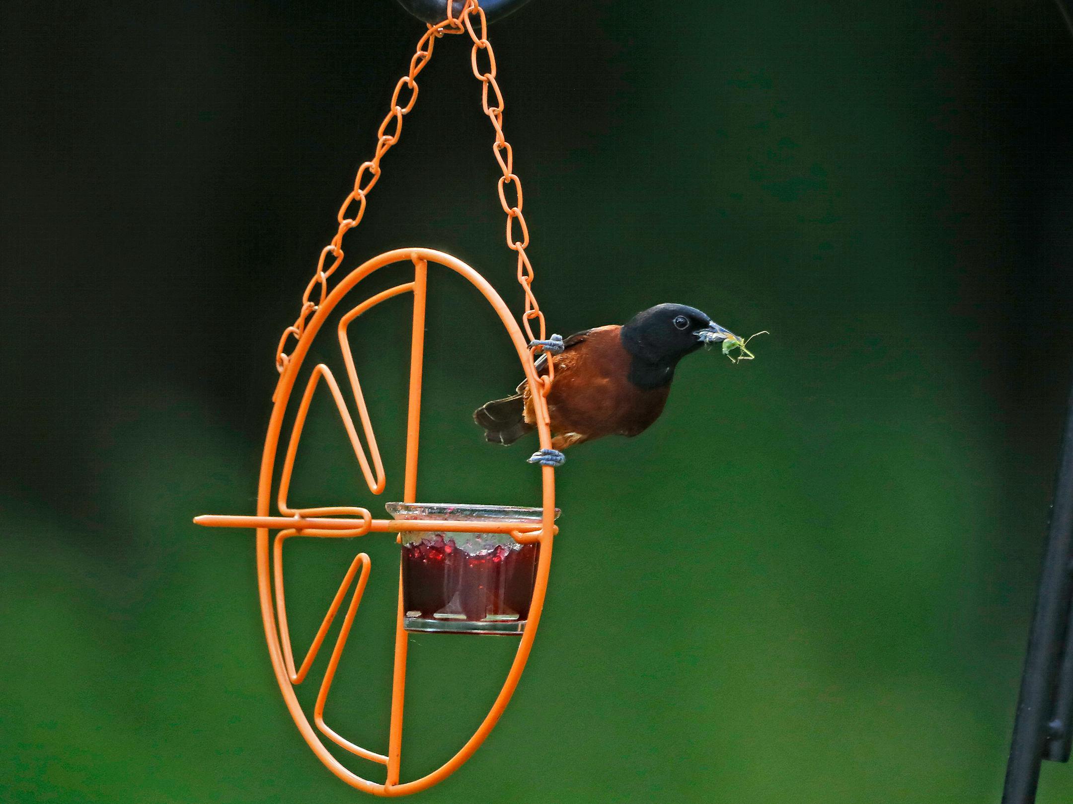 An orchard oriole with an insect in its beak perches on an orange metal oriole feeder with grape jelly in the feeder cup.